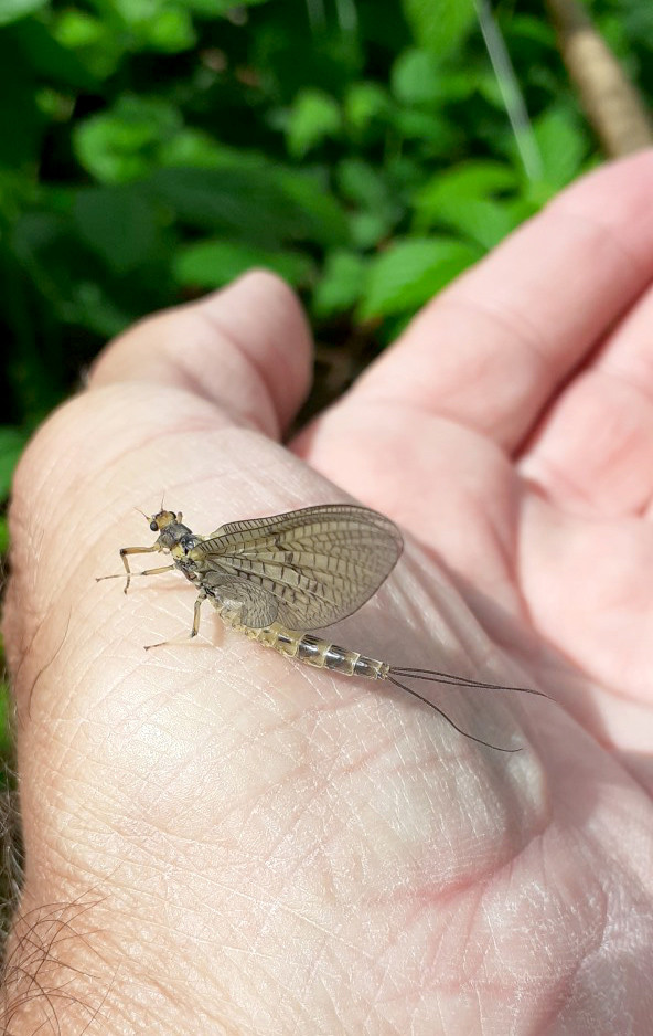 Mayfly on Llynfi Dulas - JA from Rhayader
